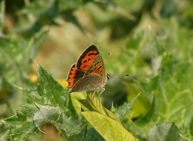 Lycaena phlaeas ? - S